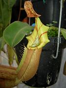 Nepenthes veitchii lowland x highland var. 'striped'